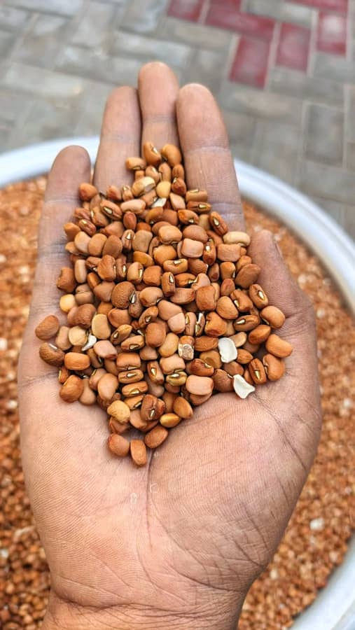 Beans